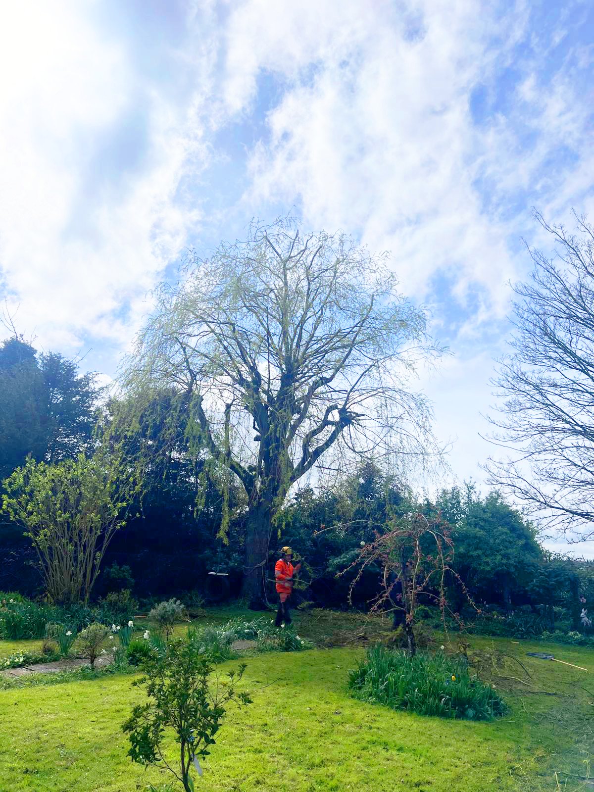 Willow tree after crown thinning - improved light and airflow