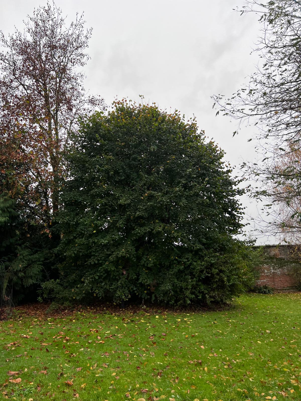 Shrub before crown reduction - overgrown hedge