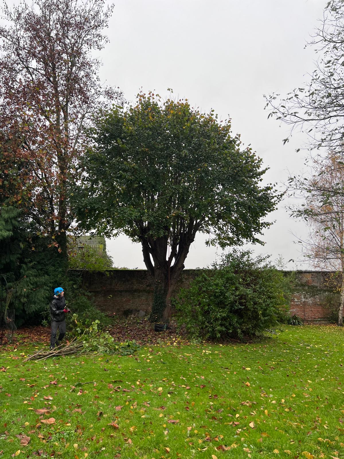 Shrub after professional crown reduction by Tilia Tree Care